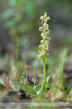 Poppenorchis; Man orchid; Orchis anthropophora