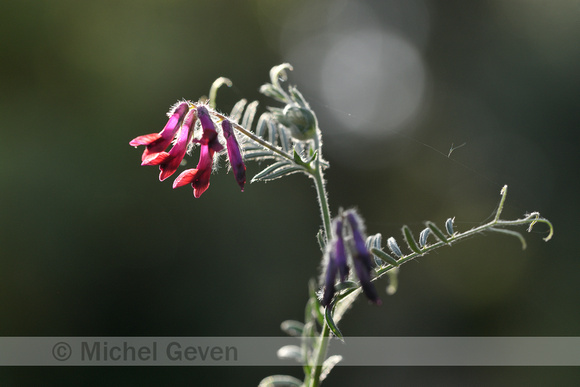 Purple Vetch; Vicia benghalensis