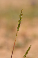 Smud grass; Sporobolus indicus