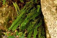Steenbreekvaren; Maidenhair Spleenwort;  Asplenium trichomanes subsp. hastatum