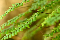 Steenbreekvaren - Maidenhair Spleenwort -  Asplenium trichomanes subsp. hastatum