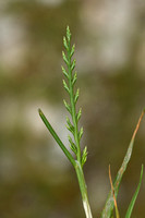 Stijf hardgras; Ferm-grass; Catapodium rigidum