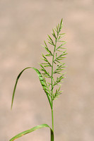 Stijf hardgras; Ferm-grass; Catapodium rigidum