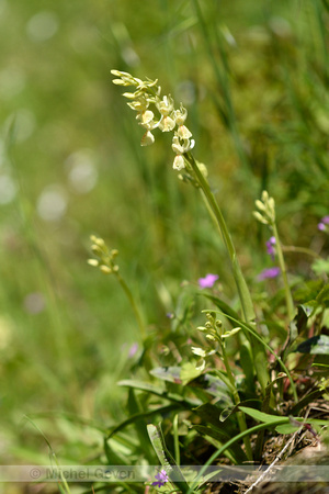 Stippelorchis; Provence Orchid; Orchis provincialis