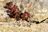 Tuinwolfsmelk - Petty Spurge - Euphorbia peplus var peploides