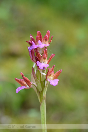 Vlinderorchis; Butterfly Orchid; Anacamptis papilionacea