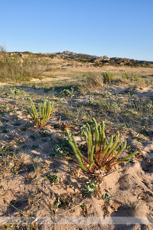 Zeewolfsmelk; Sea Spurge; Euphorbia paralias;