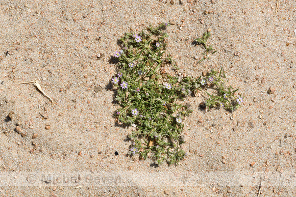 Zilte schijnspurrie; Salt Sandspurry; Spergularia salina