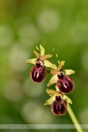 Zwarte spinnenophrys; Ophrys incubacea