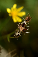 Smal Streepzaad; Narrow-leaved Hawk's-beard; Crepis tectorum