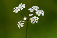 Kranskarwij;  Whorled Caraway; Carum verticillatum