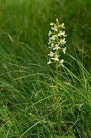 Bergnachtorchis; Greater Butterfly-orchid; Planathera montana
