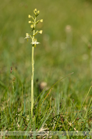 Bergnachtorchis; Greater Butterfly-orchid; Planathera montana
