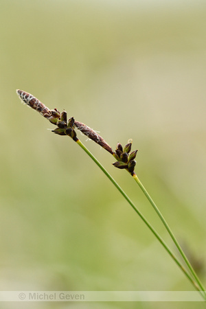 Bergzegge; Soft-leaved Sedge; Carex montana
