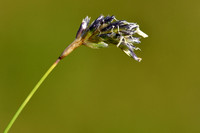 Blauwgras; Blue Moor Grass; Sesleria albicans