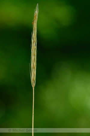 Bosgerst; Wood Barley; Hordelymus europaeus