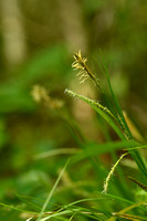 Boszegge; Wood sedge; Carex sylvatica