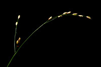 Eenbloemig parelgras; Wood Melick; Melica uniflora