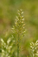 Goudhaver; Yellow Oat-grass; Trisetum flavescens