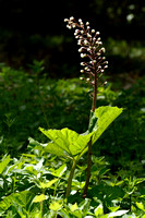 Groot hoefblad; Butterbur; Petasites hybridus