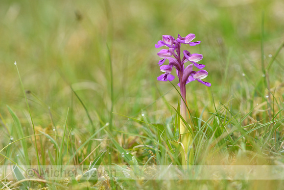 Harlekijn; Green-winged orchid; Anacamptis morio