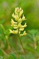 Hokjespeul; Wild liquorice; Astragalus glycyphyllos