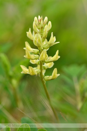 Hokjespeul; Wild liquorice; Astragalus glycyphyllos