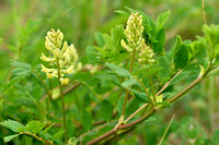 Hokjespeul; Wild liquorice; Astragalus glycyphyllos