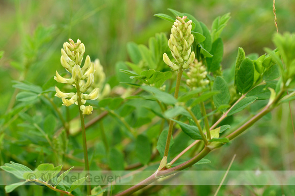 Hokjespeul; Wild liquorice; Astragalus glycyphyllos