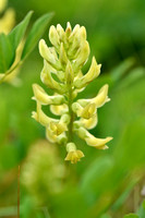 Hokjespeul; Wild liquorice; Astragalus glycyphyllos