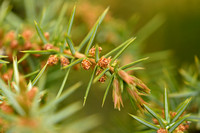 Jeneverbes; Common Juniper; Juniperus communis