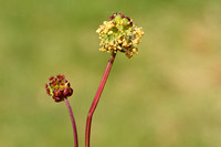 Kleine Pimpernel; Salad Burnet; Sanguisorba minor subsp. minor