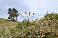Kleine Pimpernel; Salad Burnet; Sanguisorba minor subsp. minor