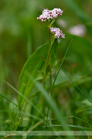 Kleine valeriaan; Marsh Valerian; Valeriana dioica