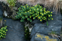 Roseroot; Rhodiola rosea