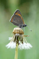 Rode vuurvlinder - Purple-edged Copper - Lycaena hippothoe