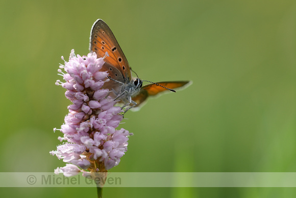 Rode vuurvlinder; Purple-edged Copper; Lycaena hippothoe