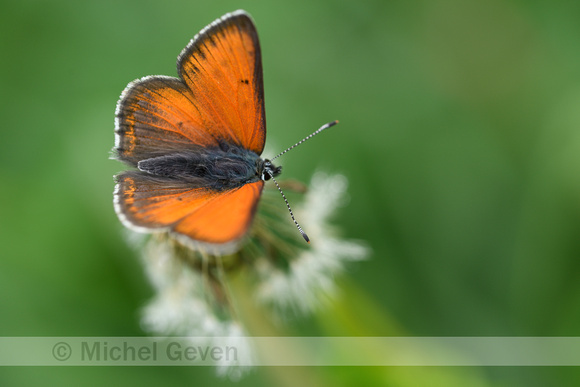 Rode vuurvlinder; Purple-edged Copper; Lycaena hippothoe