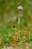 Rozenkransje; Mountain everlasting; Antennaria dioica