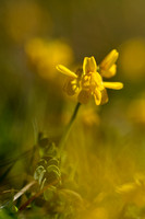 Schedekroonkruid; Coronilla vaginalis