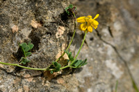 Schedekroonkruid; Coronilla vaginalis