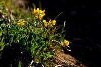 Schedekroonkruid; Coronilla vaginalis