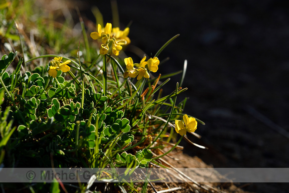 Schedekroonkruid; Coronilla vaginalis