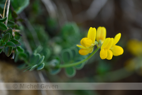 Schedekroonkruid; Coronilla vaginalis