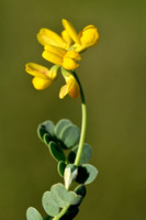 Schedekroonkruid; Coronilla vaginalis