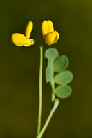 Schedekroonkruid; Coronilla vaginalis