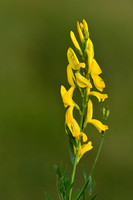 Verfbrem; Dyer's Greenweed; Genista tinctoria