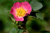 Viltroos;Harsh Downy-rose; Rosa tomentos