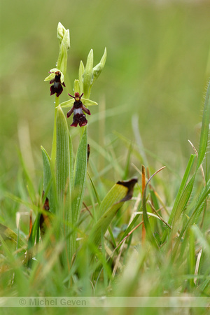 Vliegenorchis;Fly orchid; Ophrys insectifera