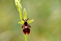 Vliegenorchis - Fly orchid - Ophrys insectifera